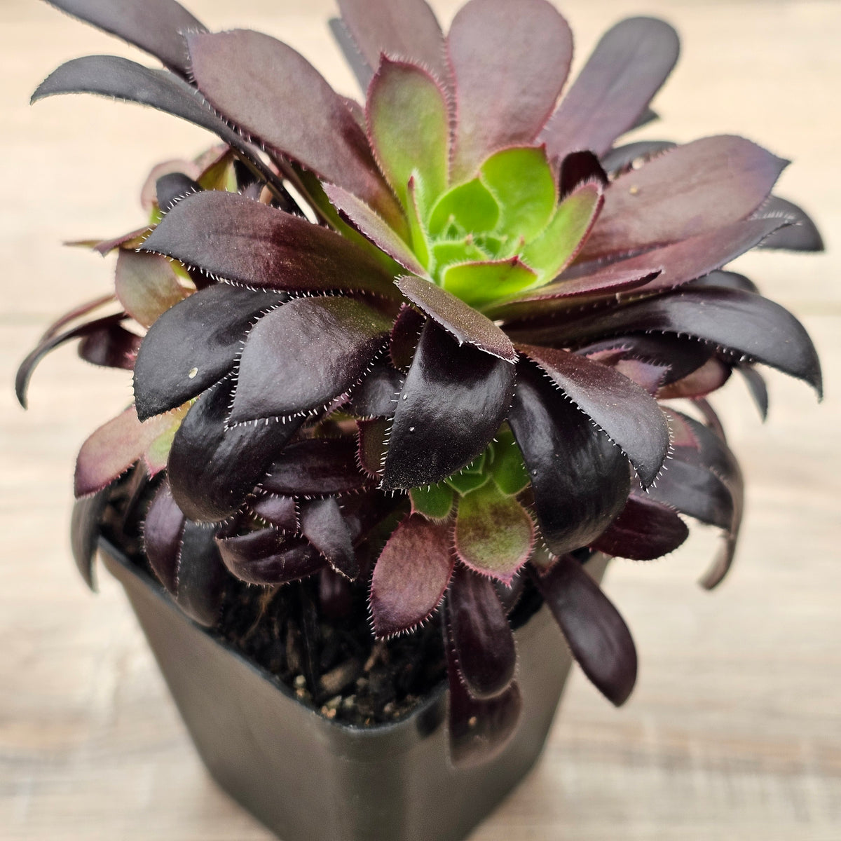 Aeonium 'Du Rozzen'