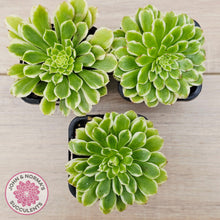 Load image into Gallery viewer, Aeonium 'Emerald Ice' (sm)
