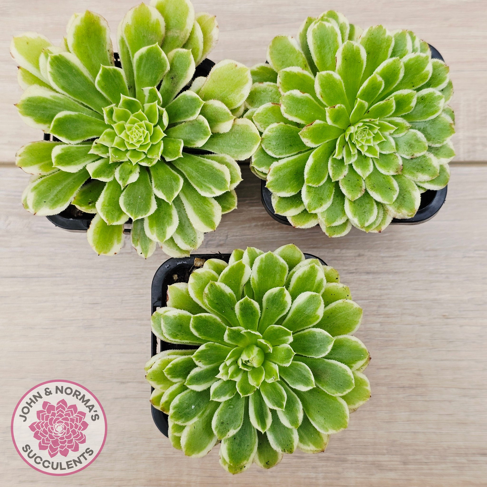 emerald ice succulent Buy Aeonium 'Emerald Ice' (sm) Australia