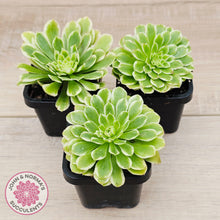 Load image into Gallery viewer, Aeonium 'Emerald Ice' (sm)
