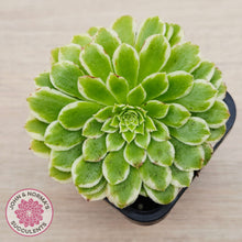 Load image into Gallery viewer, Aeonium 'Emerald Ice' (sm)
