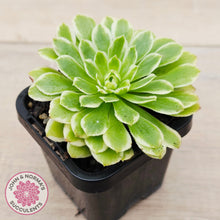 Load image into Gallery viewer, Aeonium 'Emerald Ice' (sm)
