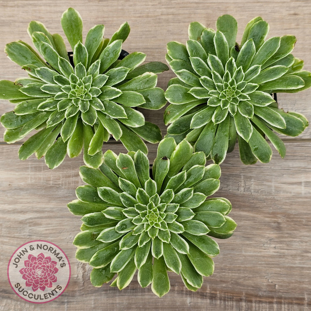 Aeonium 'Emerald Ice'