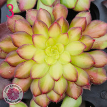 Load image into Gallery viewer, Aeonium Favourites – Cuttings Collection
