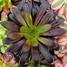 Load image into Gallery viewer, Aeonium Favourites – Cuttings Collection
