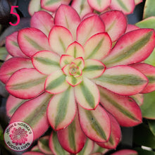 Load image into Gallery viewer, Aeonium Favourites – Cuttings Collection
