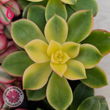 Load image into Gallery viewer, Aeonium Favourites – Cuttings Collection
