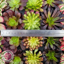 Load image into Gallery viewer, Aeonium Favourites – Cuttings Collection
