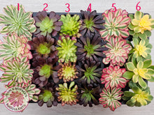 Load image into Gallery viewer, Aeonium Favourites – Cuttings Collection
