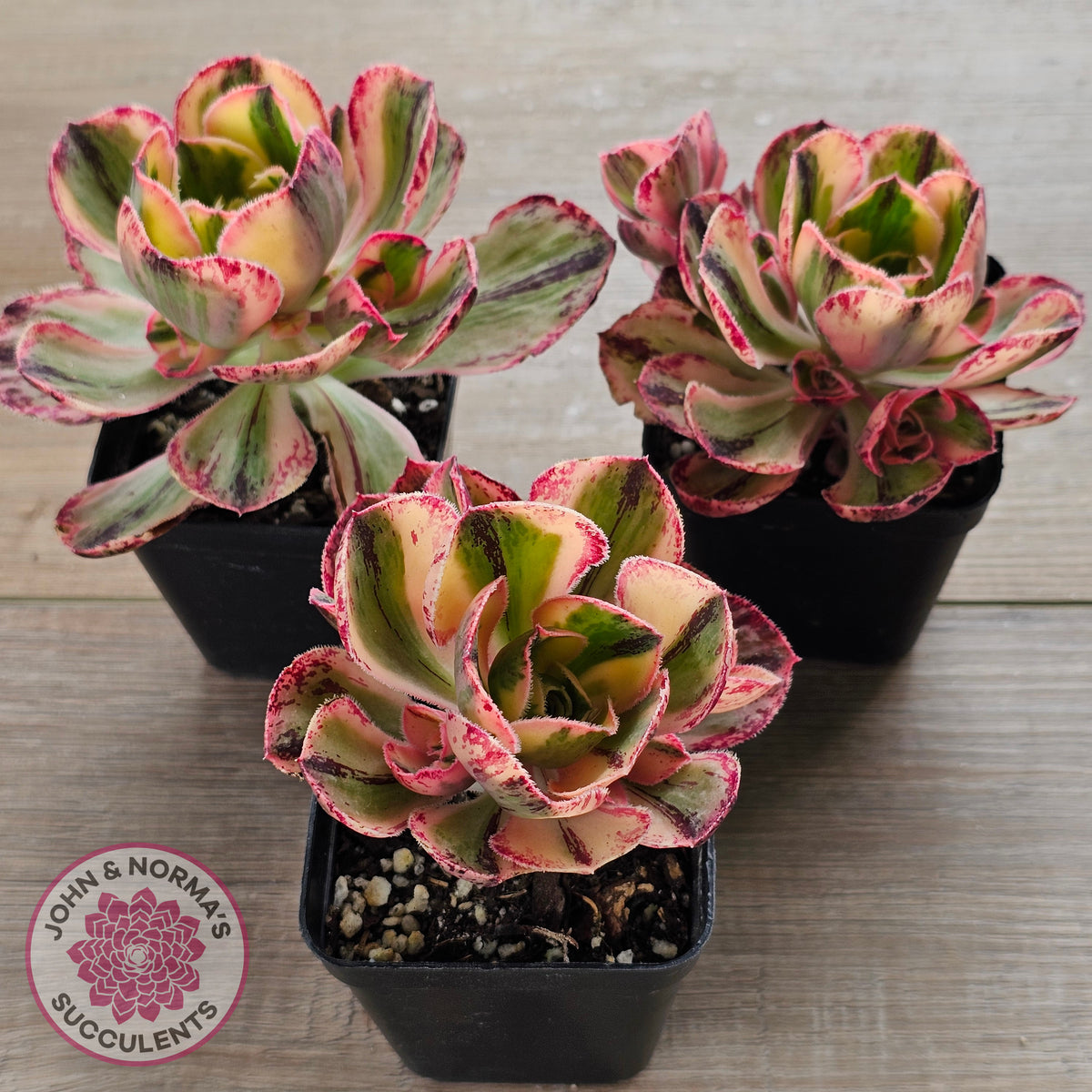 Aeonium 'Red Fuji' Variegated