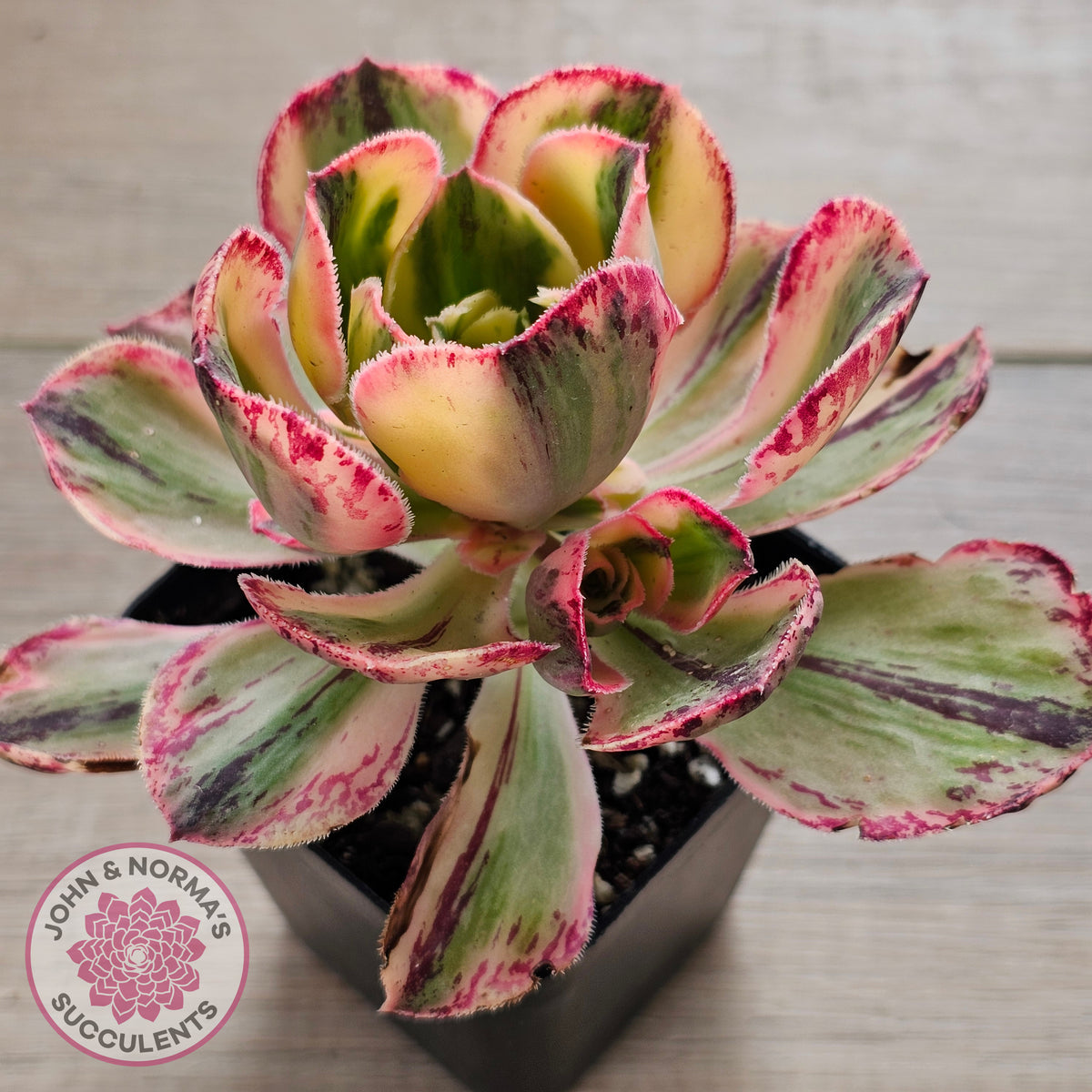 Aeonium 'Red Fuji' Variegated