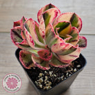 Aeonium 'Red Fuji' Variegated