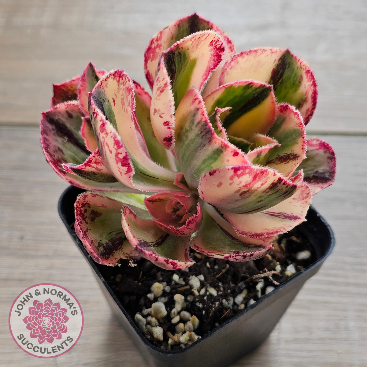 Aeonium 'Red Fuji' Variegated