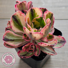 Load image into Gallery viewer, Aeonium &#39;Red Fuji&#39; Variegated
