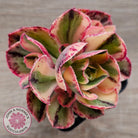 Aeonium 'Red Fuji' Variegated