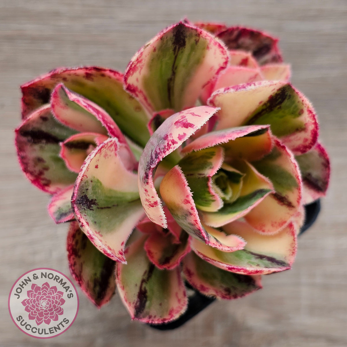 Aeonium 'Red Fuji' Variegated