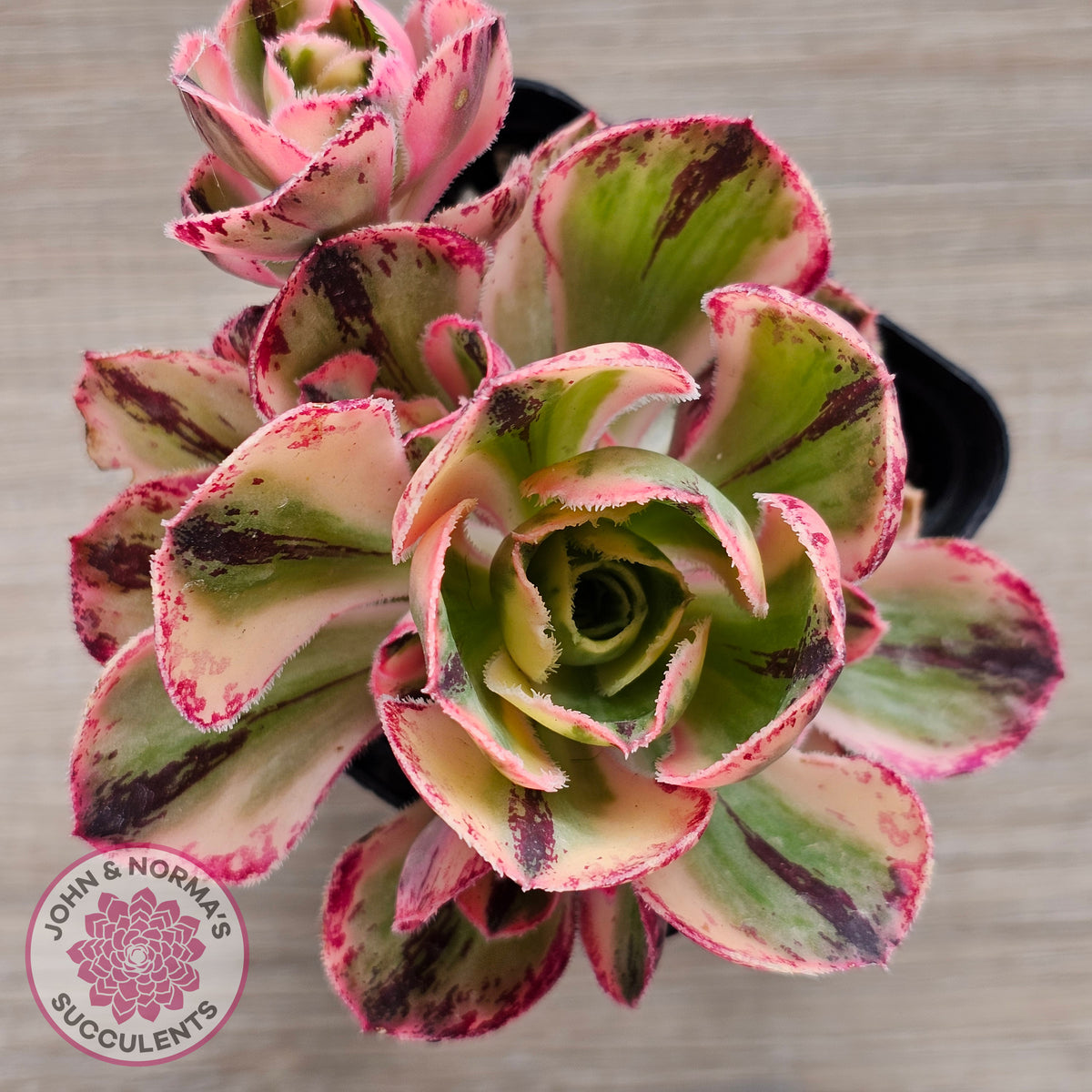 Aeonium 'Red Fuji' Variegated