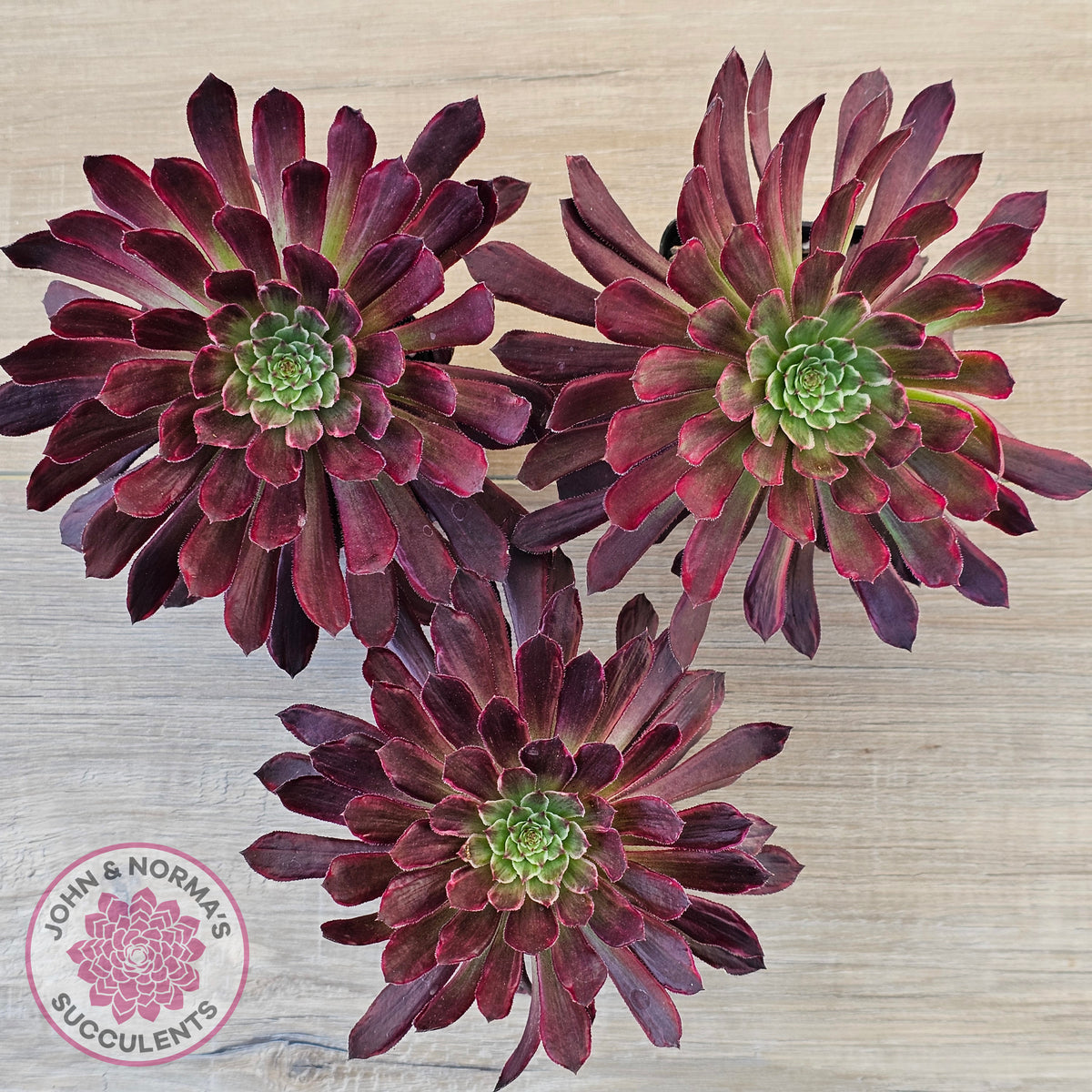 Aeonium Inferno