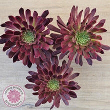 Load image into Gallery viewer, Aeonium Inferno
