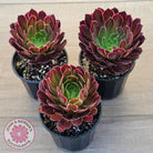Aeonium Inferno
