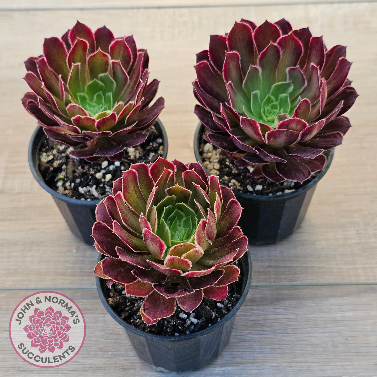 Aeonium Inferno