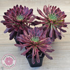 Aeonium Inferno