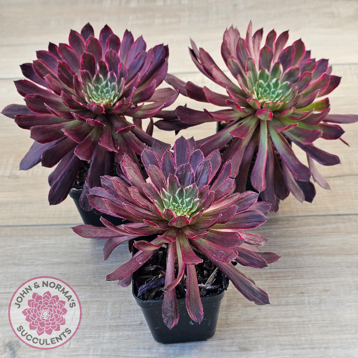 Aeonium Inferno