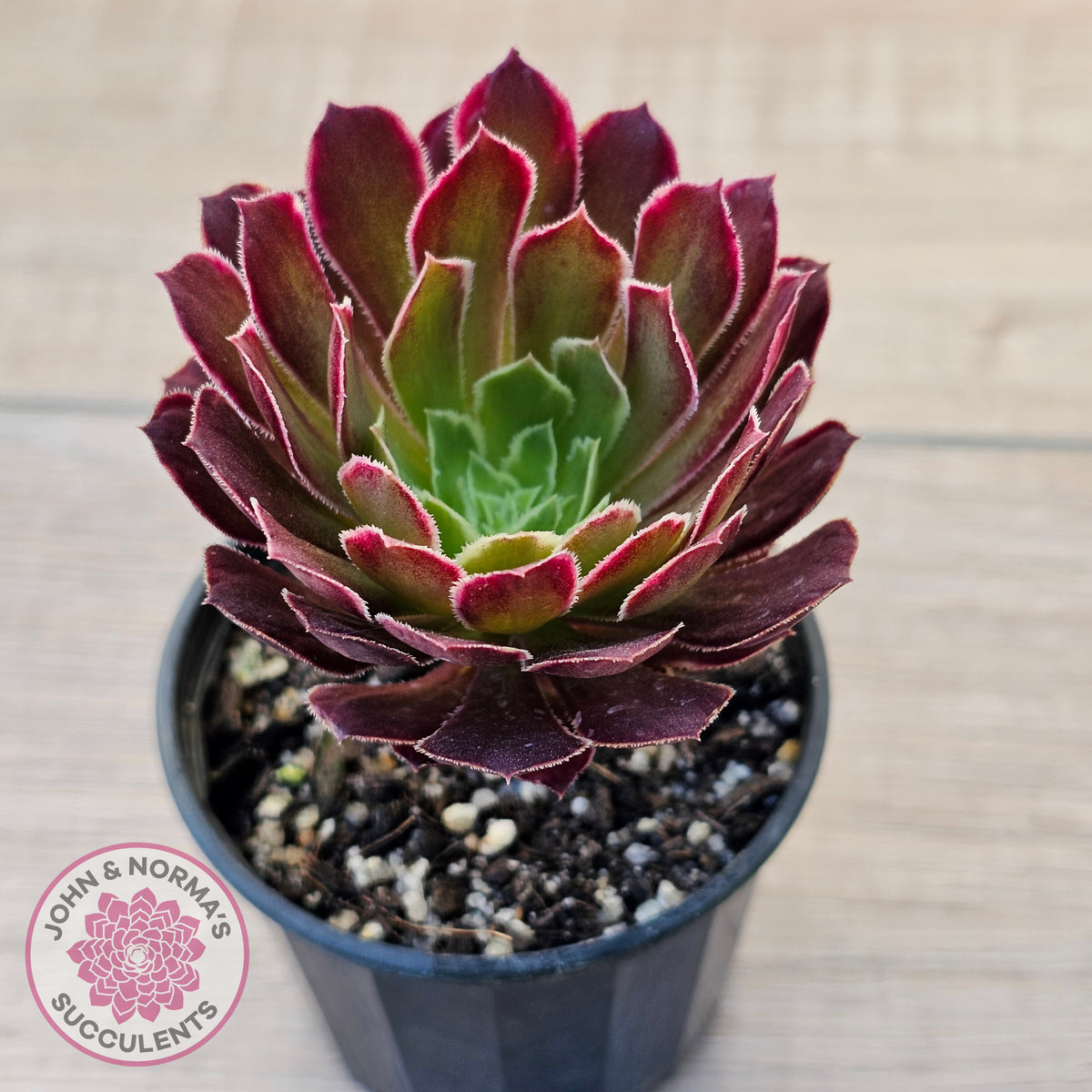 Aeonium Inferno