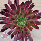 Aeonium Inferno