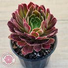 Aeonium Inferno