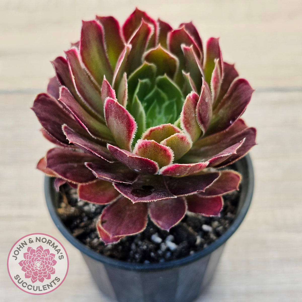 Aeonium Inferno