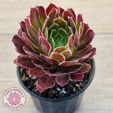 Load image into Gallery viewer, Aeonium Inferno
