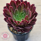 Aeonium Inferno