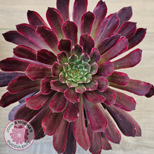 Load image into Gallery viewer, Aeonium Inferno
