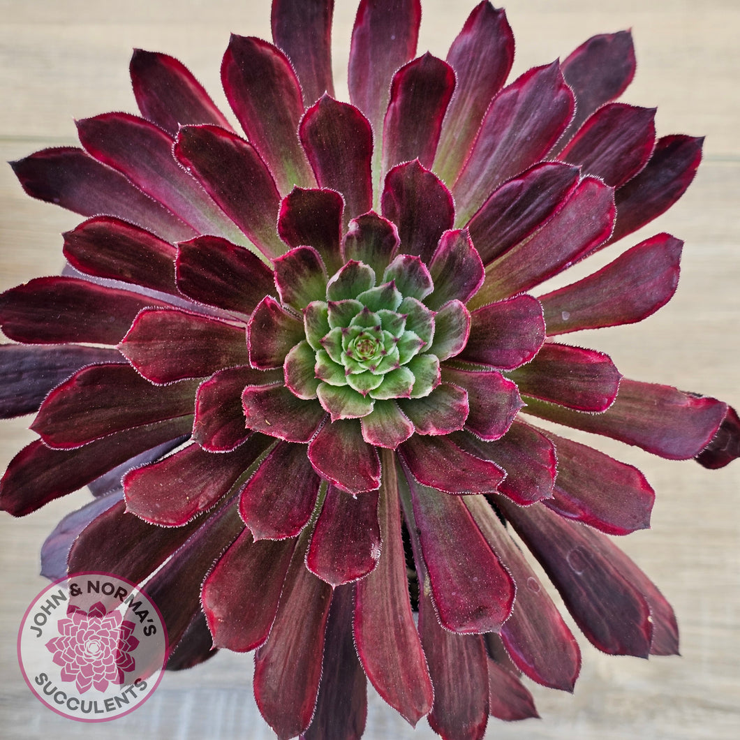 Aeonium Inferno