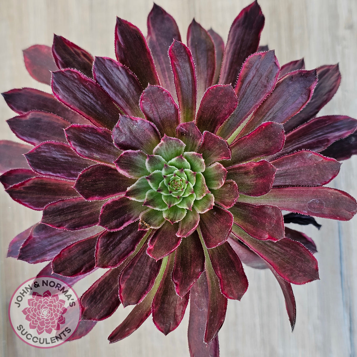 Aeonium Inferno
