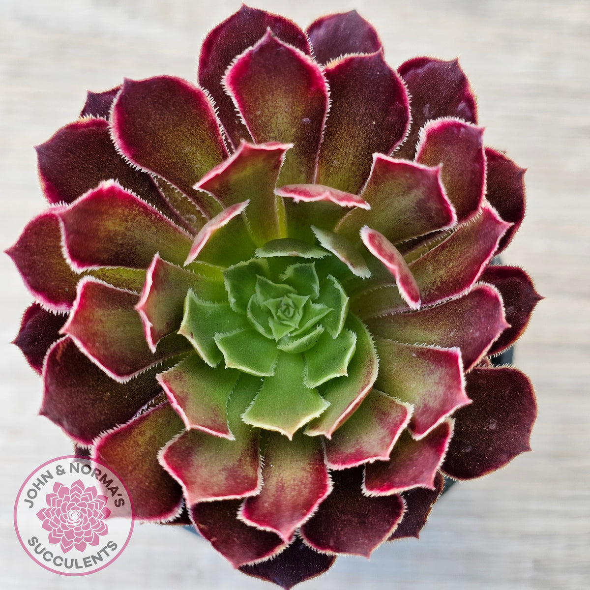 Aeonium Inferno