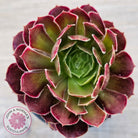 Aeonium Inferno