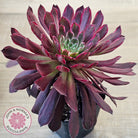 Aeonium Inferno
