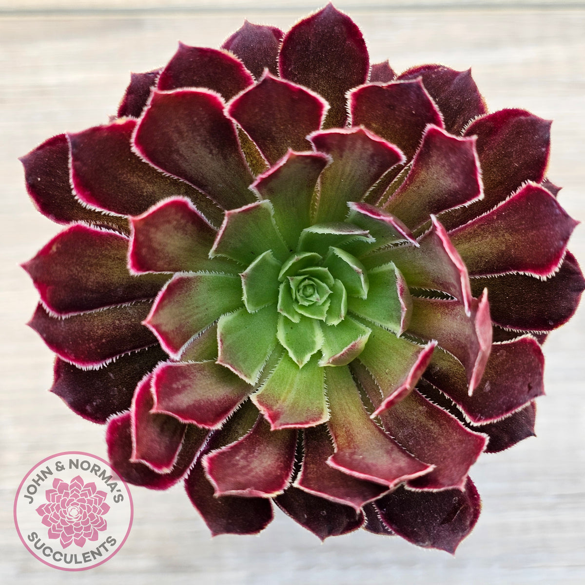 Aeonium Inferno