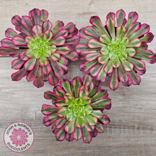 Load image into Gallery viewer, Aeonium 'Ink Painting'
