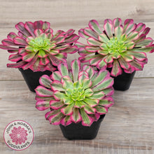 Load image into Gallery viewer, Aeonium 'Ink Painting'
