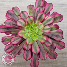 Load image into Gallery viewer, Aeonium 'Ink Painting'
