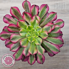 Load image into Gallery viewer, Aeonium 'Ink Painting'

