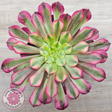 Load image into Gallery viewer, Aeonium 'Ink Painting'

