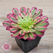 Load image into Gallery viewer, Aeonium 'Ink Painting'
