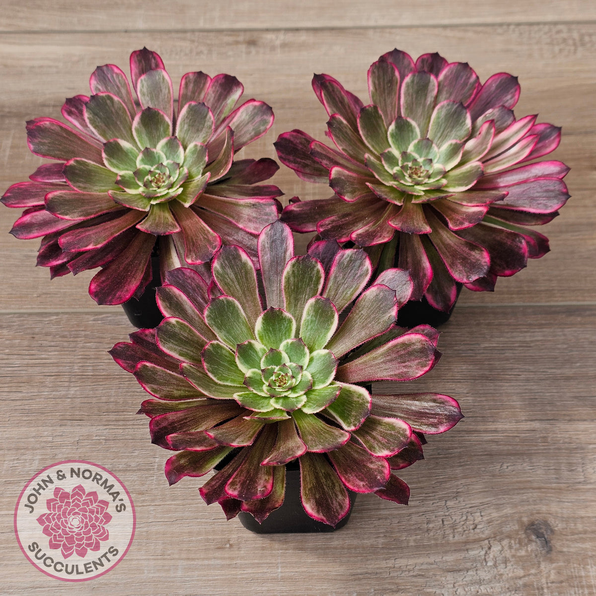 Aeonium 'Ink Painting'