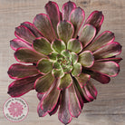 Aeonium 'Ink Painting'