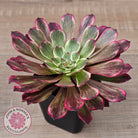 Aeonium 'Ink Painting'