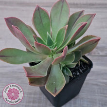 Load image into Gallery viewer, Aeonium Leucoblepharum (Yemen form)
